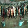 Cretan Nutrition