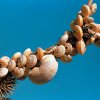 Cretan Nutrition
