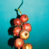 Cretan Nutrition
