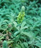 cretan_herbs1.jpg