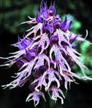 crete_flora10.jpg