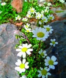 crete_flora11.jpg