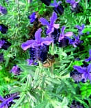crete_flora2.jpg