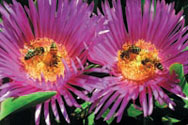crete_flora7.jpg